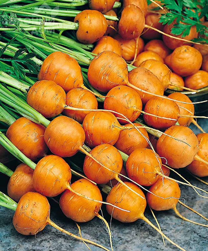 Рондо / Rondo,80 днів фото 1