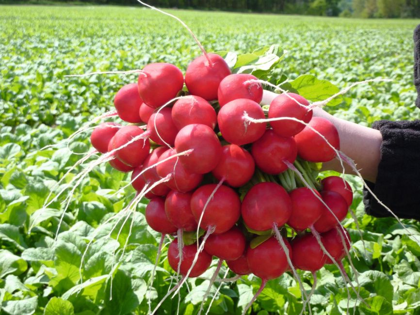 Розетта F1 / Rosetta F1,25-30 днів фото 1