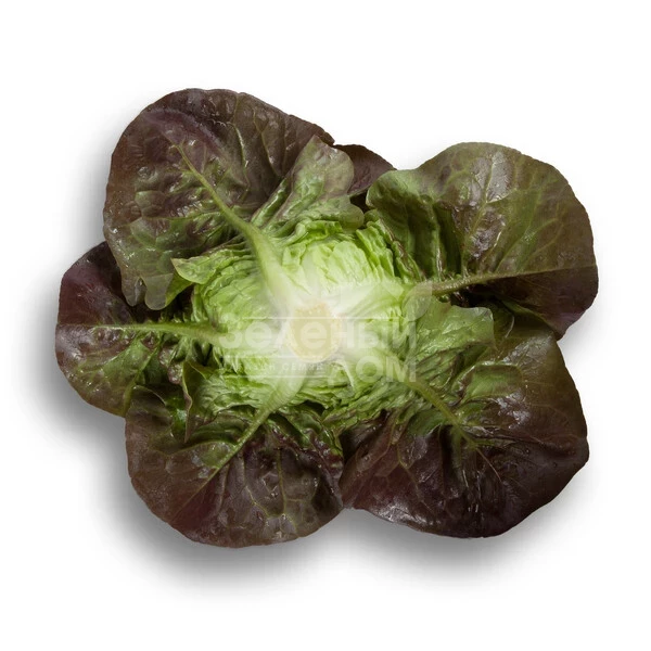 Розайн / Rosaine фото 2