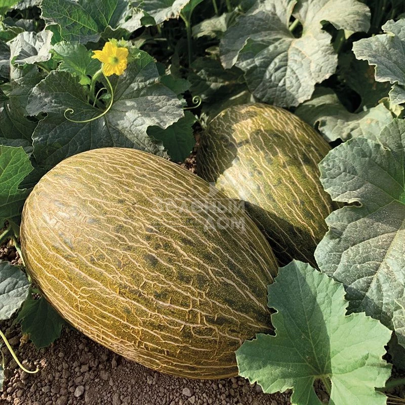 Макабео F1 / Makabeo F1 фото 1