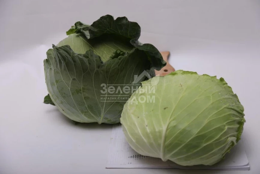 Жара F1 / Zhara F1, 60-70 дней  фото 1