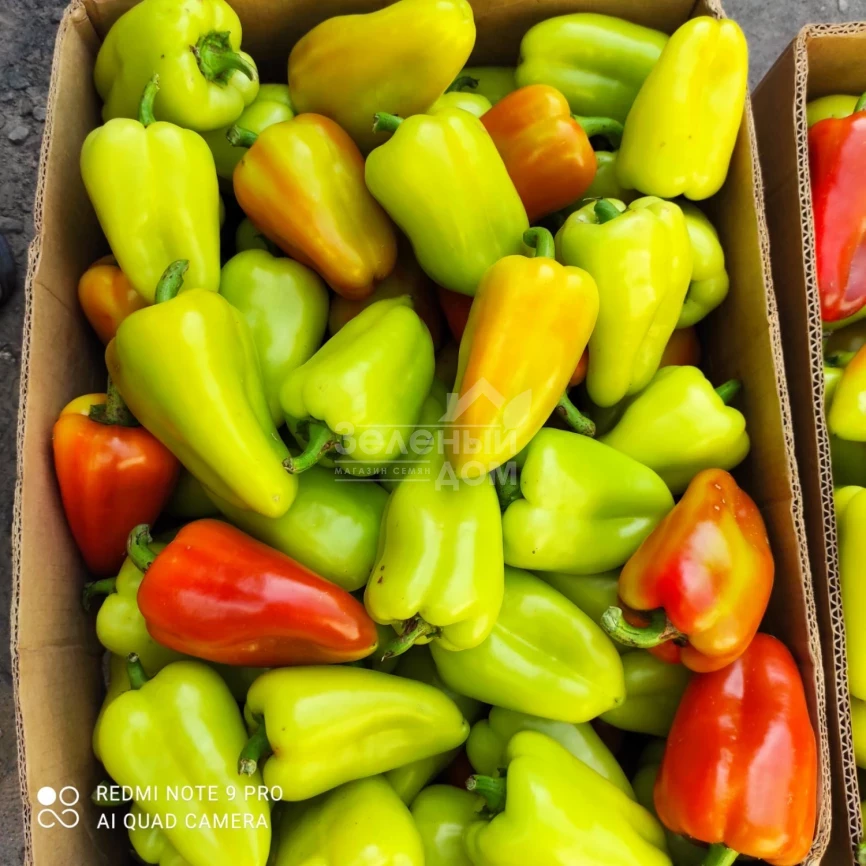 Полет / Polet,120-130 дней фото 5