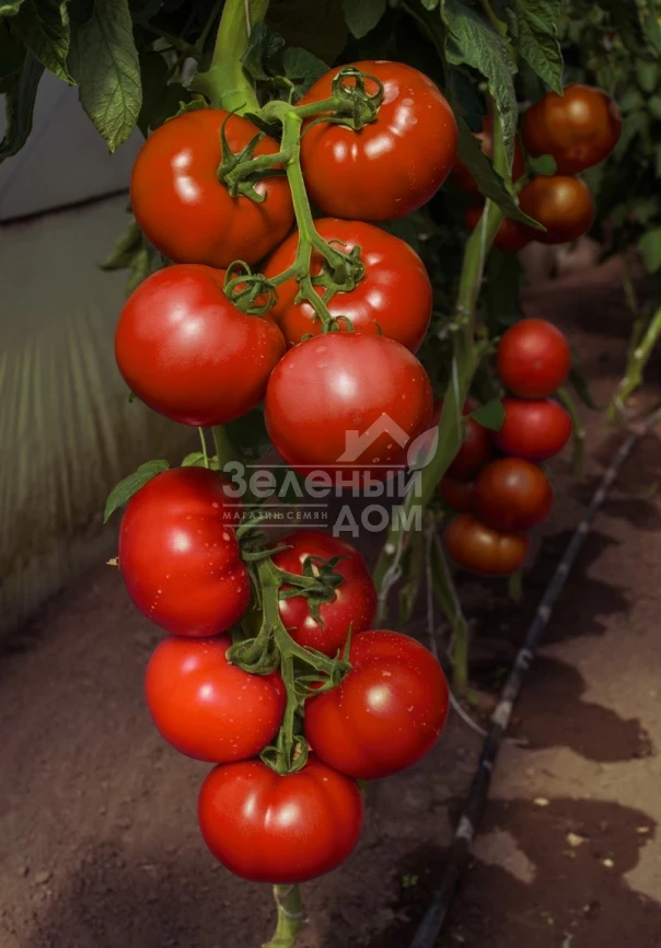 Васанта F1 / Vasanta F1,105-110 дней фото 1