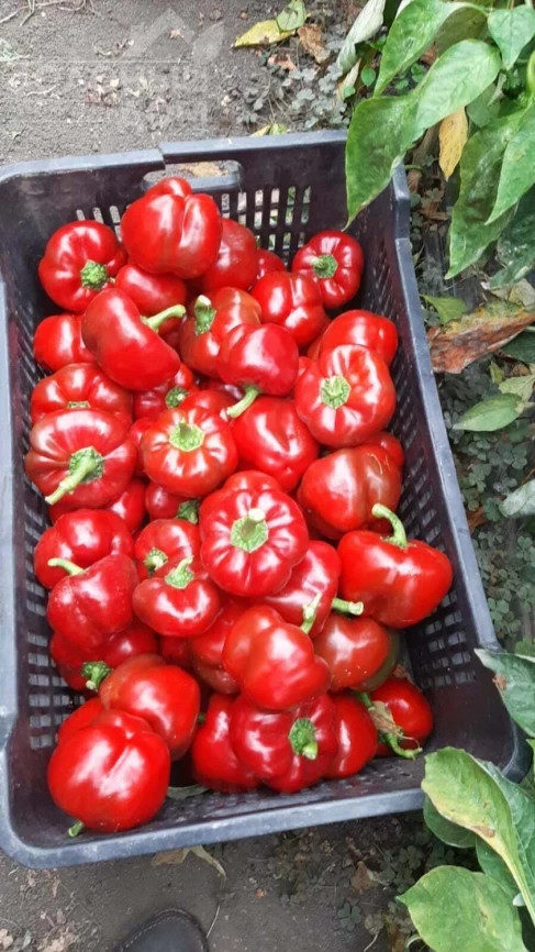 Топепо Россо - Флумери / Topepo Rosso - Flumeri, 67-70 дней фото 3