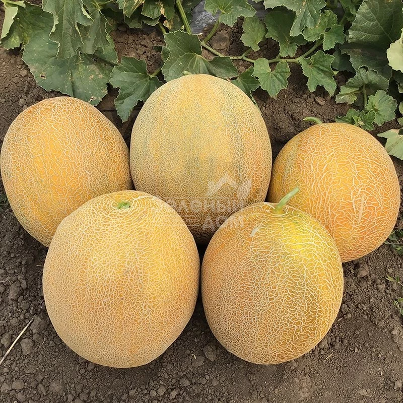 Фландер F1 / Flander F1,70 дней фото 1