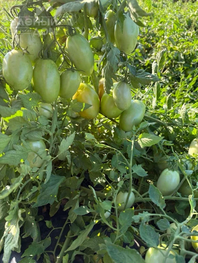 Филикса F1 / Filiksa F1 фото 2