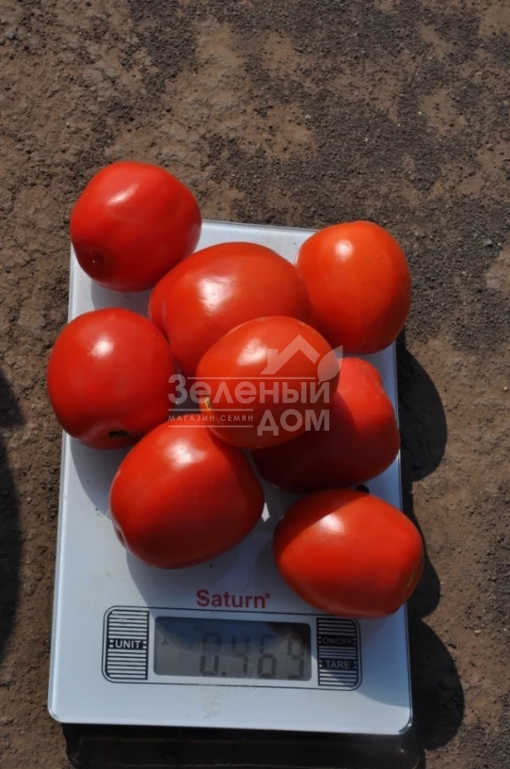 Мегрез (ЕЗ 1418) F1 / Megrez (EZ 1418) F1, 100-110 дней фото 3