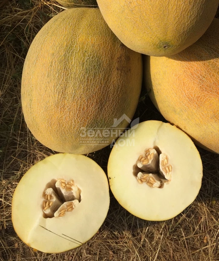 Бизан F1 / Bisan F1,60-65 дней фото 1