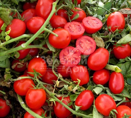 ЮГ 124 F1 / UG 124 F1,98 дней фото 1