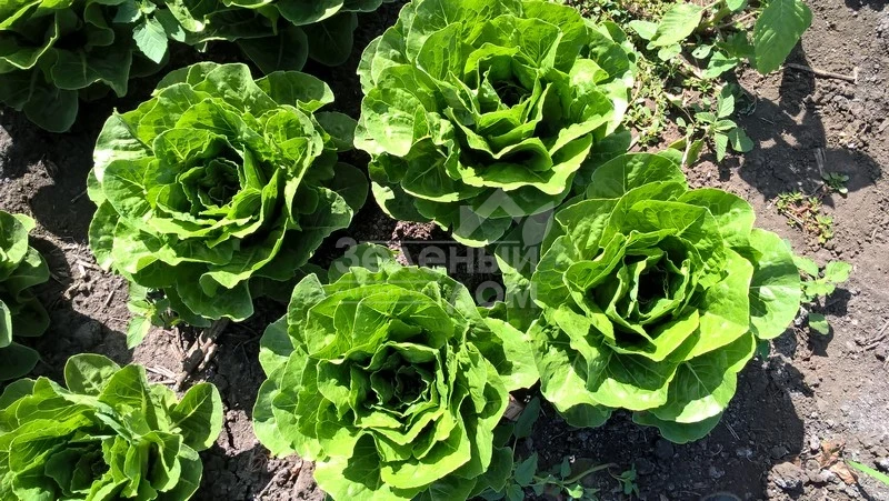 Корбана / Corbana фото 1