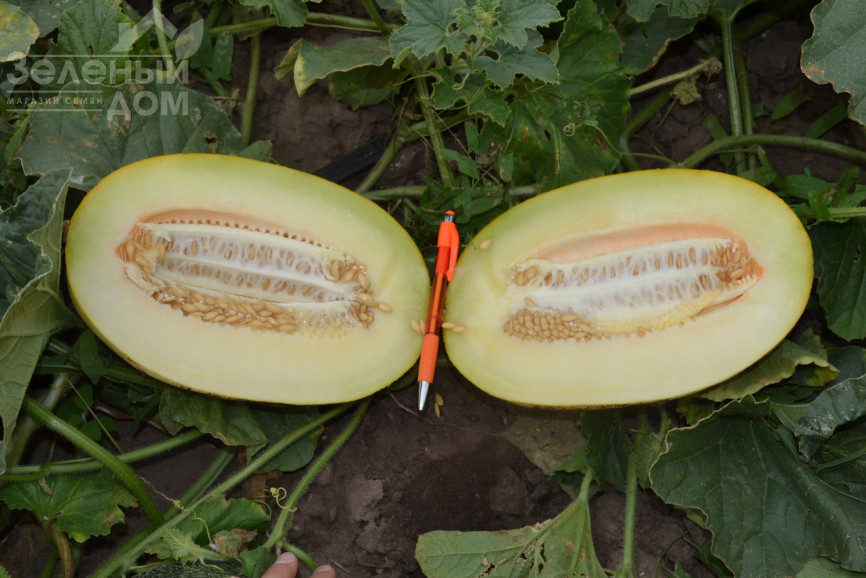 Кароліна (ТС 18-0450) F1 / Karolina (TS 18-0450) F1 фото 2