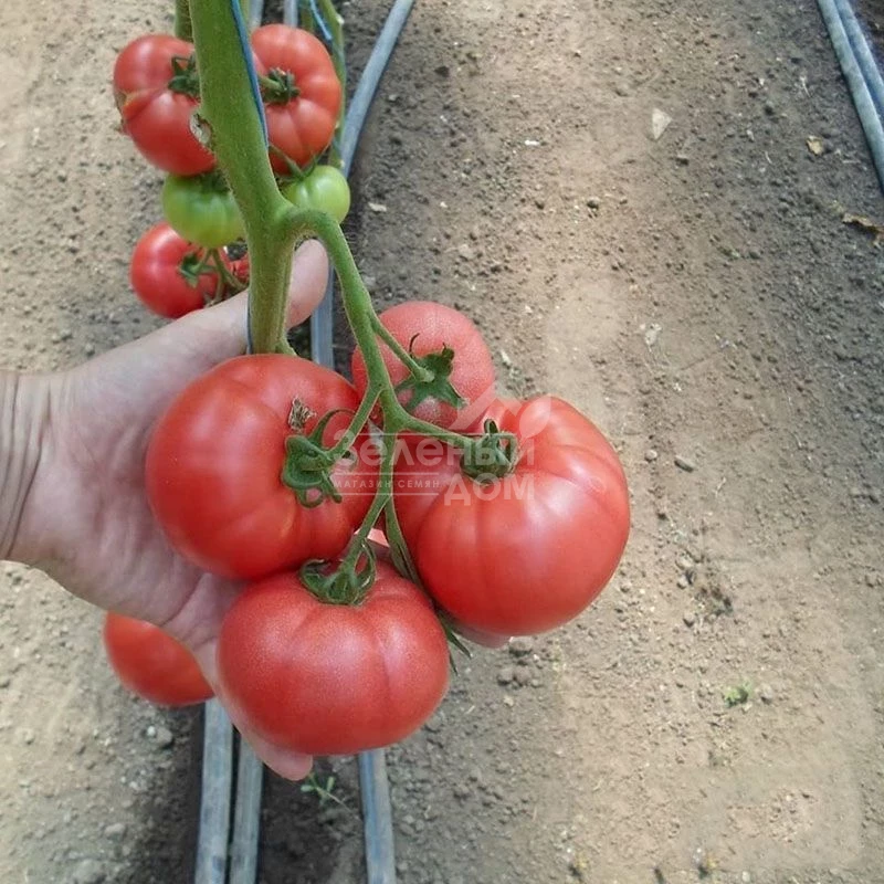 КС 240 F1 / KS 240 F1 фото 2