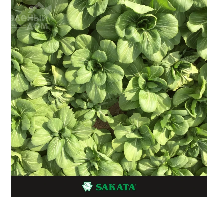 Мей Цин Чой F1 / Mey Cin Choy F1 фото 1