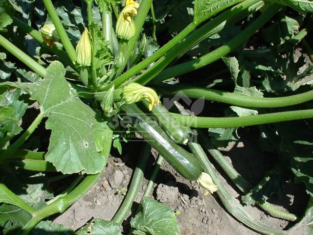 Лейла F1 / Leila F1 фото 3