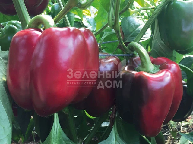 Алмиранте F1 / Almirante F1 фото 1