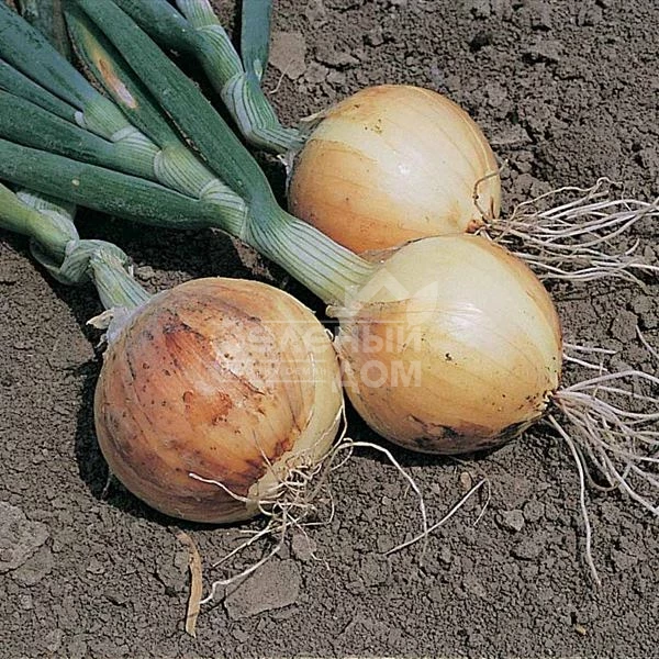 Саратога F1 / Saratoga F1 фото 1