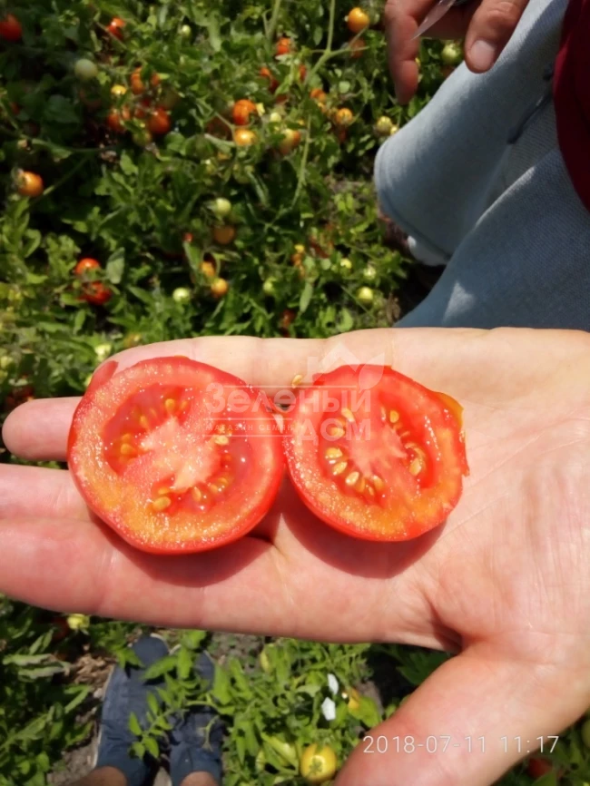 Кентавр F1 / Centaur F1, 95-100 дней фото 2