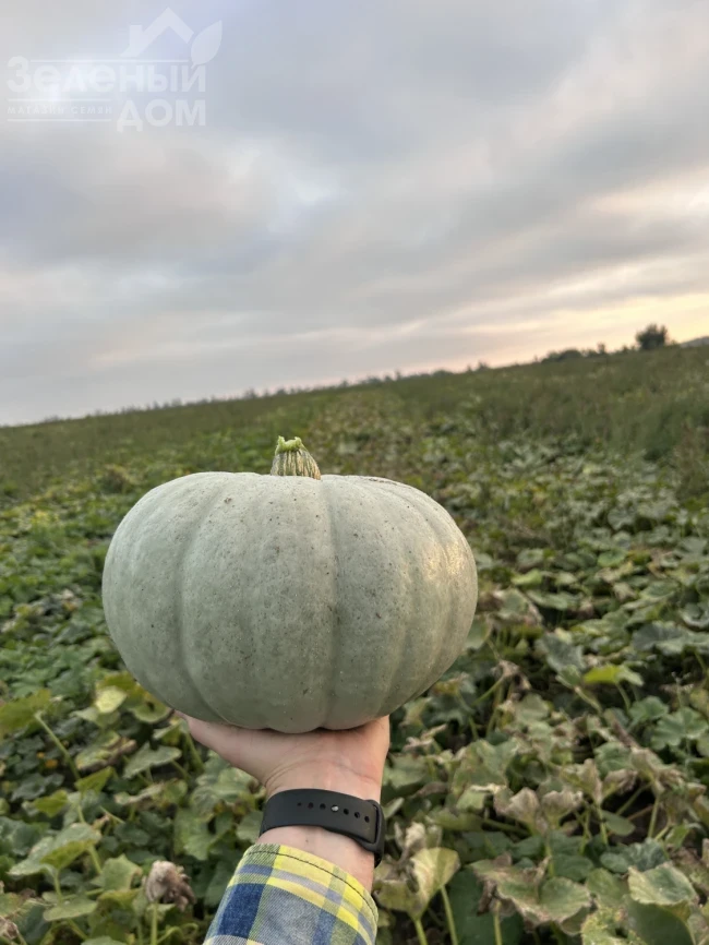 Краун Принс F1 / Kraun Prins F1 фото 1