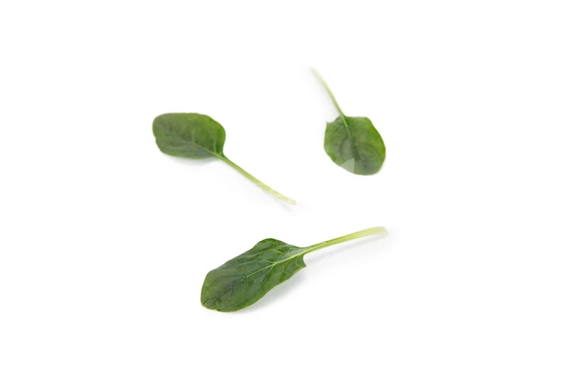 Пронгорн F1 / Prongnorn F1 фото 2