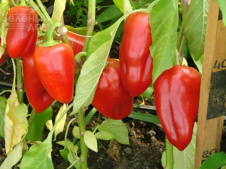 Кирилл F1/ Kirill F1 фото 1