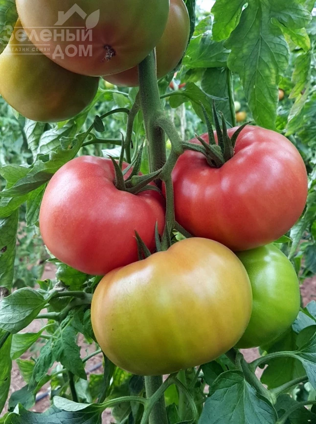 Мурпинк F1 / Murpink F1 фото 2