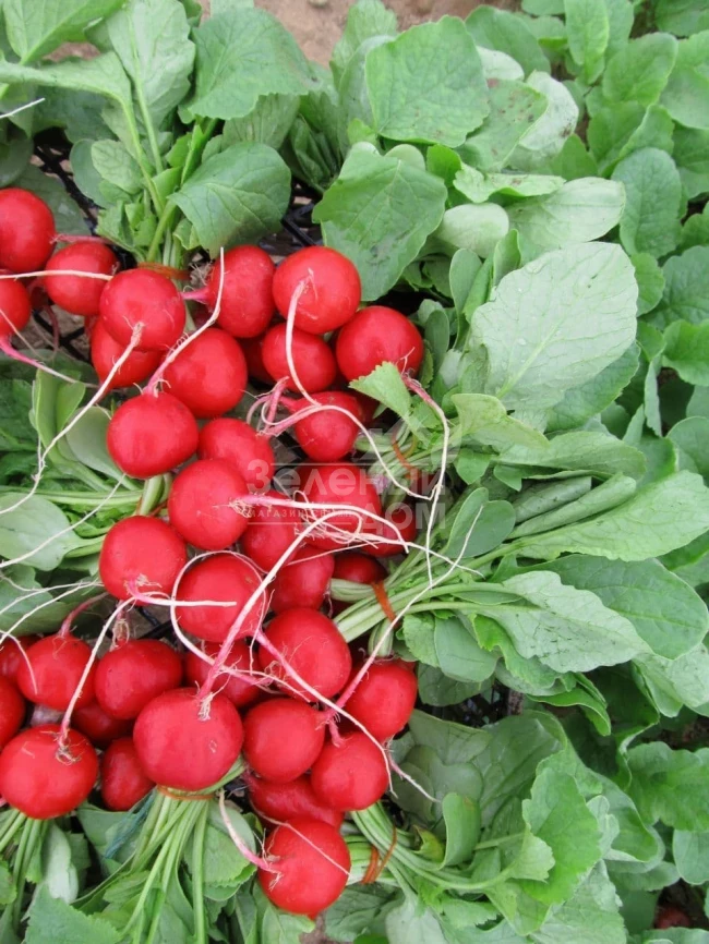 Лаурелла F1 / Laurella F1, 23-25 дней фото 3