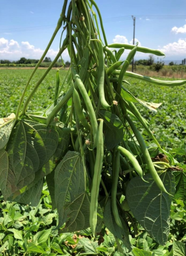 Бурмен / Burman фото 3