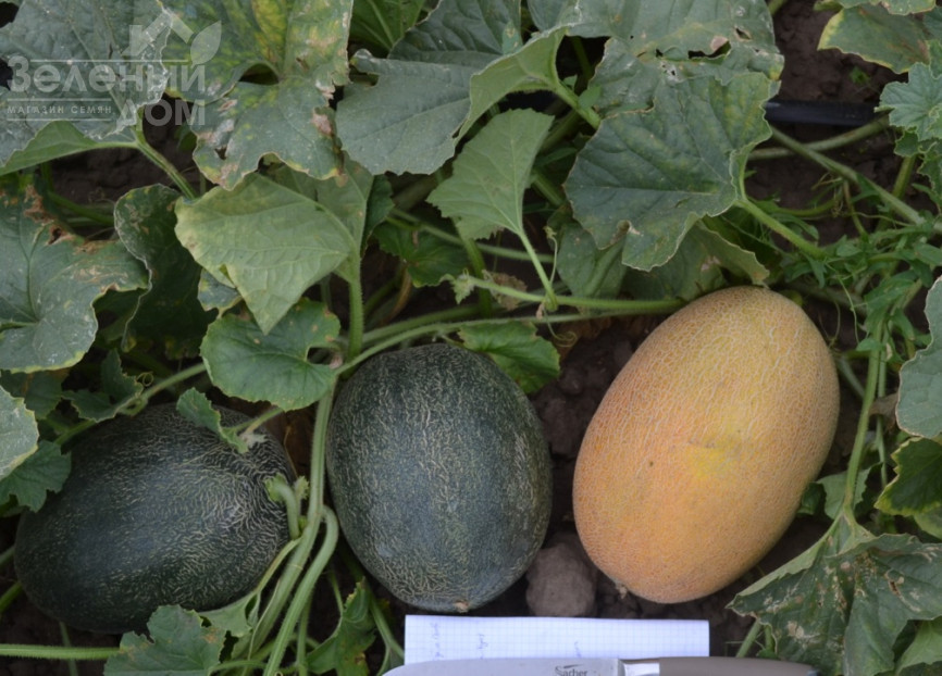 Кароліна (ТС 18-0450) F1 / Karolina (TS 18-0450) F1 фото 3