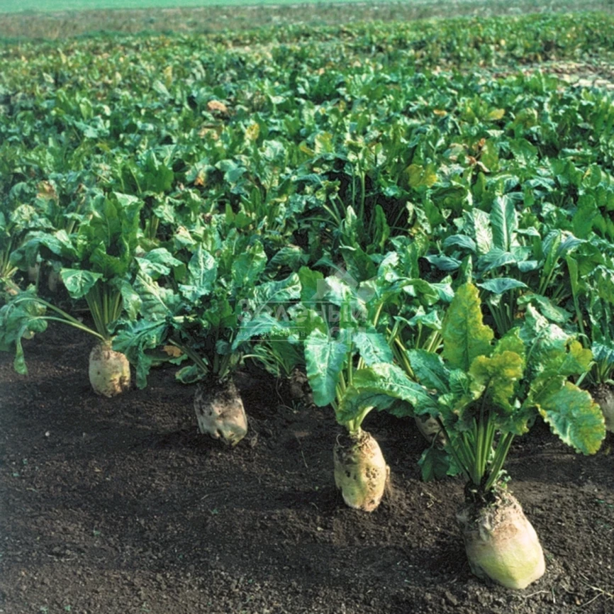 Центаур / Centaur фото 1