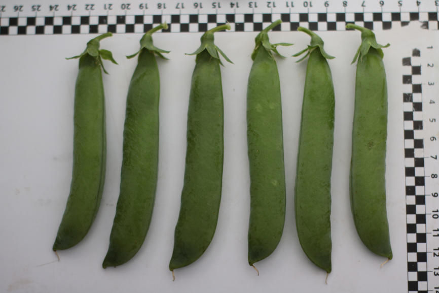 Роялсайз / Royalsayz фото 5