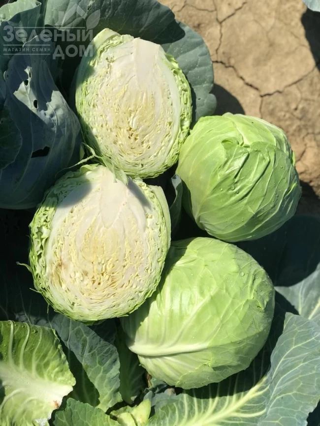 Ризьеро F1 / Riziero F1, 45-48 дней фото 1