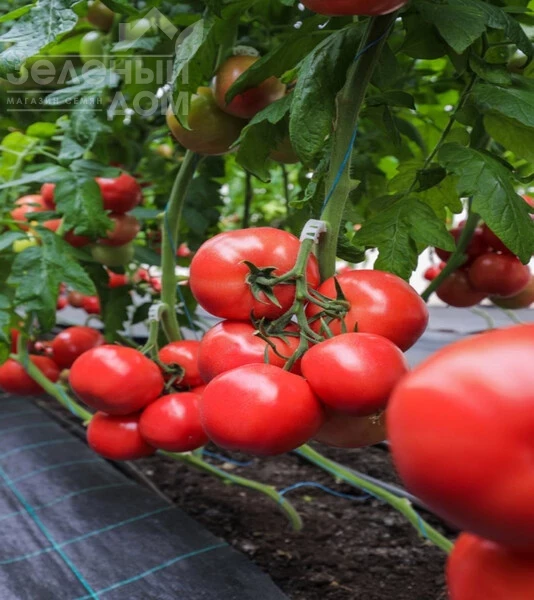 Наргиза F1 / Nargiza F1 фото 1