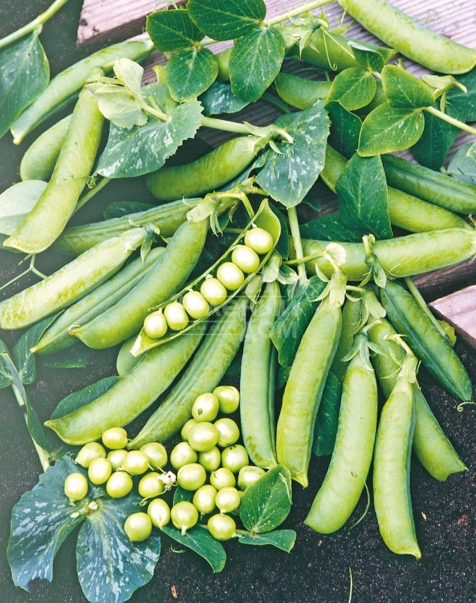 Преладо / Prelado,58 дней фото 2