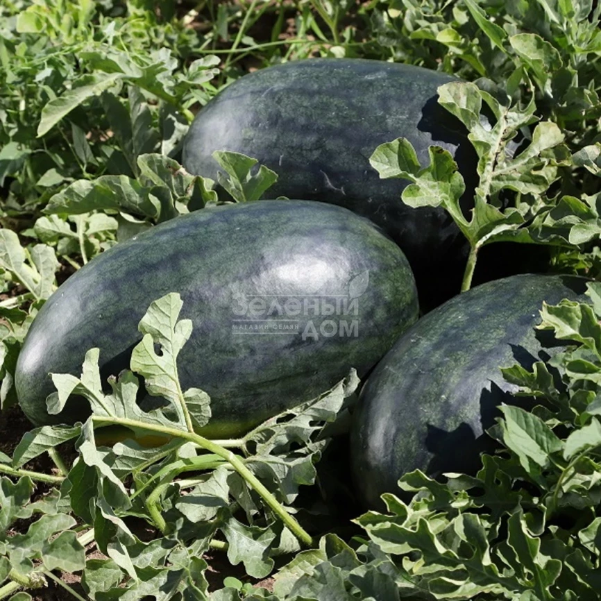 КС 250 F1 / KS 250 F1,60-65 дней фото 1