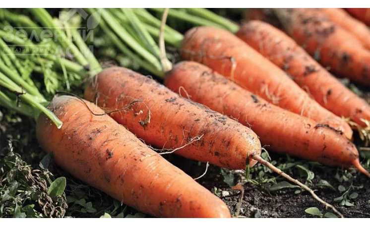 Рапир F1 / Rapir F1, 120 дней фото 1