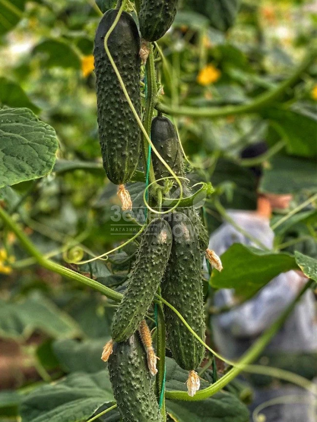 Баде F1 / Bade F1 фото 2