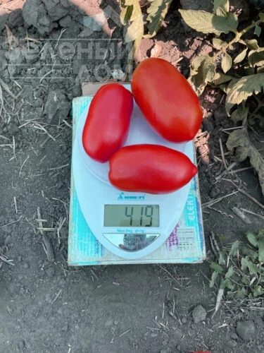 Драй F1 / Dray F1, 95 дней фото 2