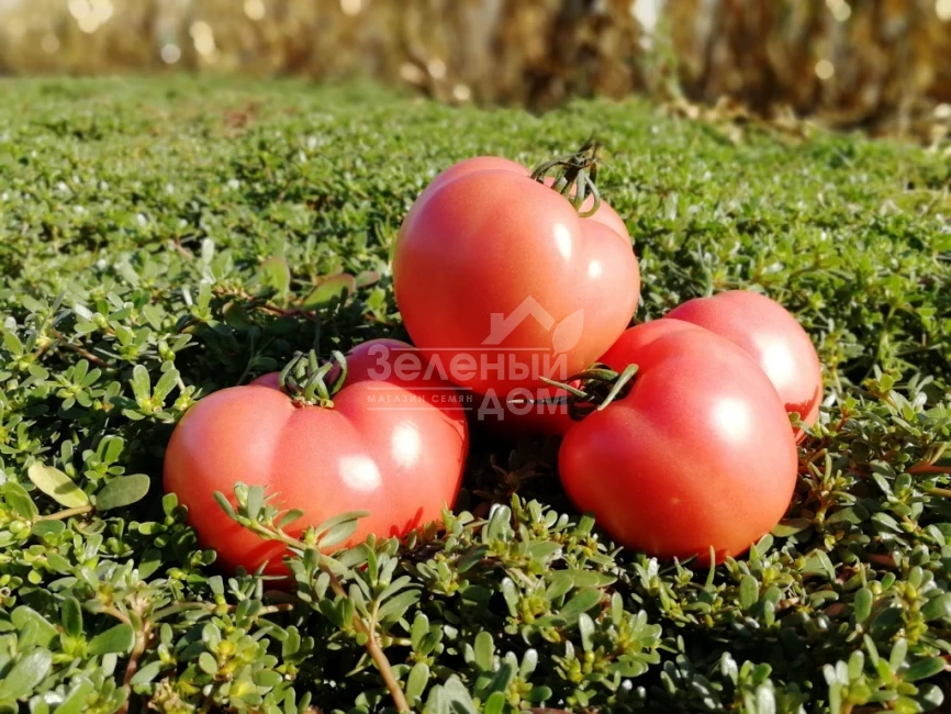 Динеро 082 F1 / Dinero 082 F1 фото 4