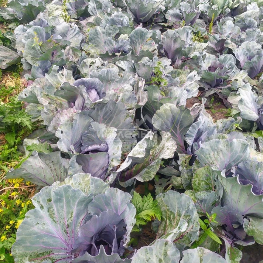 Ред Класс F1 / Red Klass F1,80-85 дней фото 2