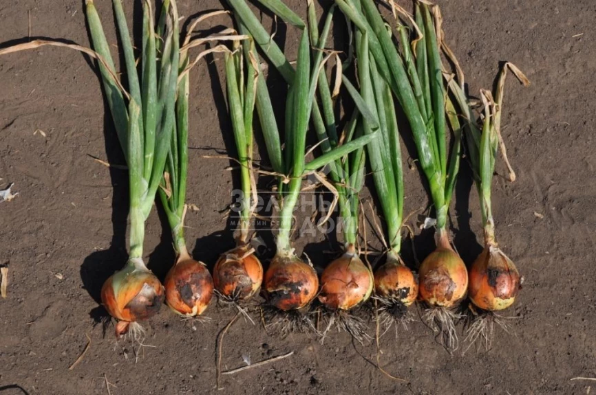 Голд Стар F1 / Gold Star F1, 120-125 дней фото 4