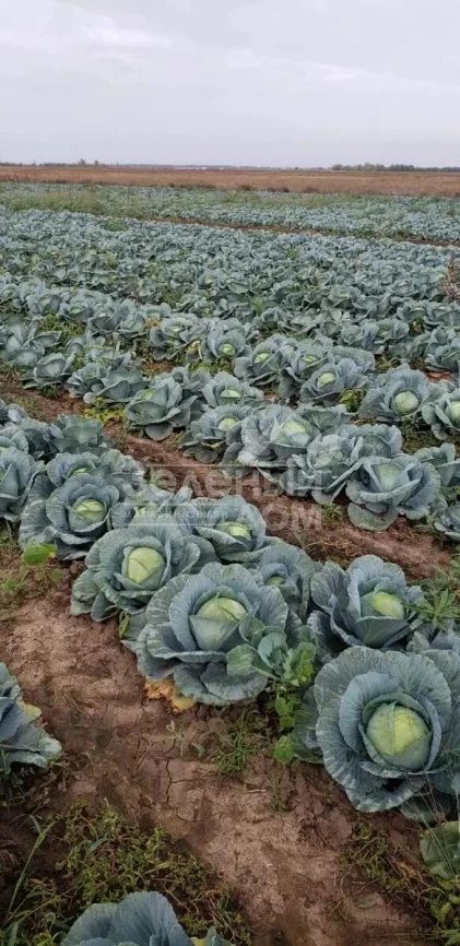 Сапфир F1 NWB / Sapfir F1 NWB,110 дней фото 3