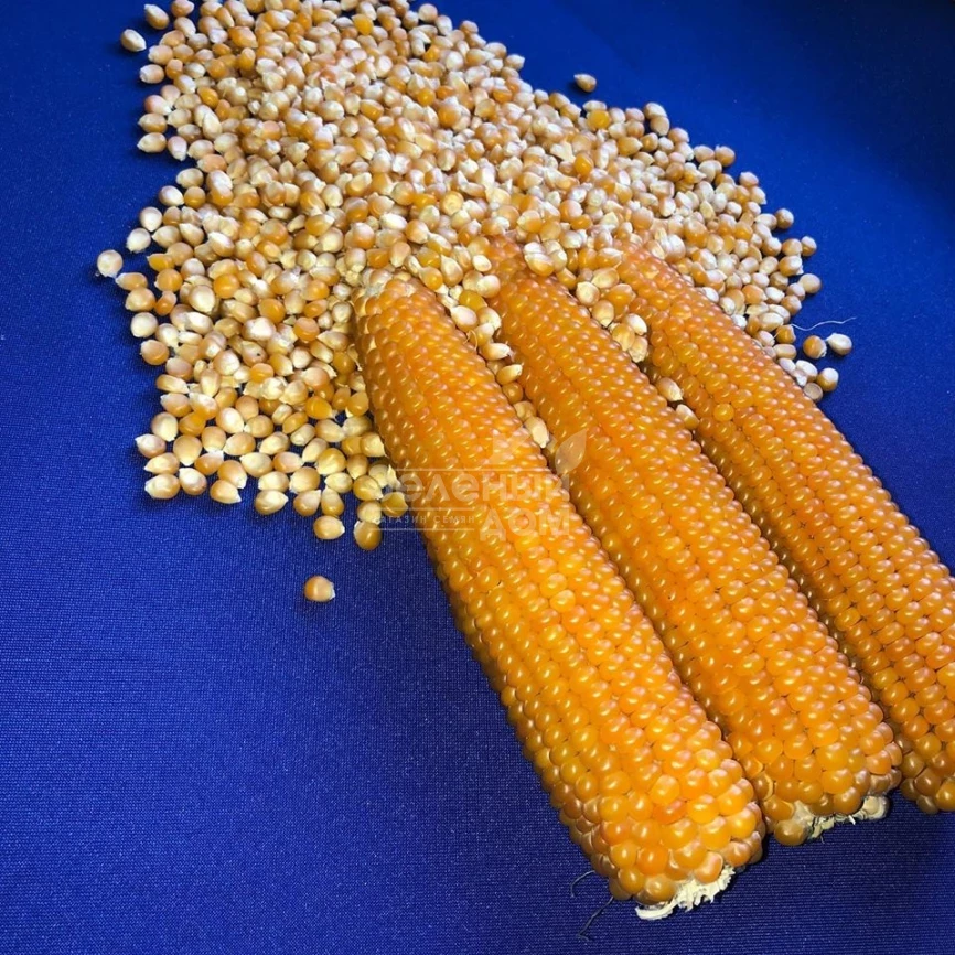 Эстрелла F1 / Estrella F1,95 дней фото 3