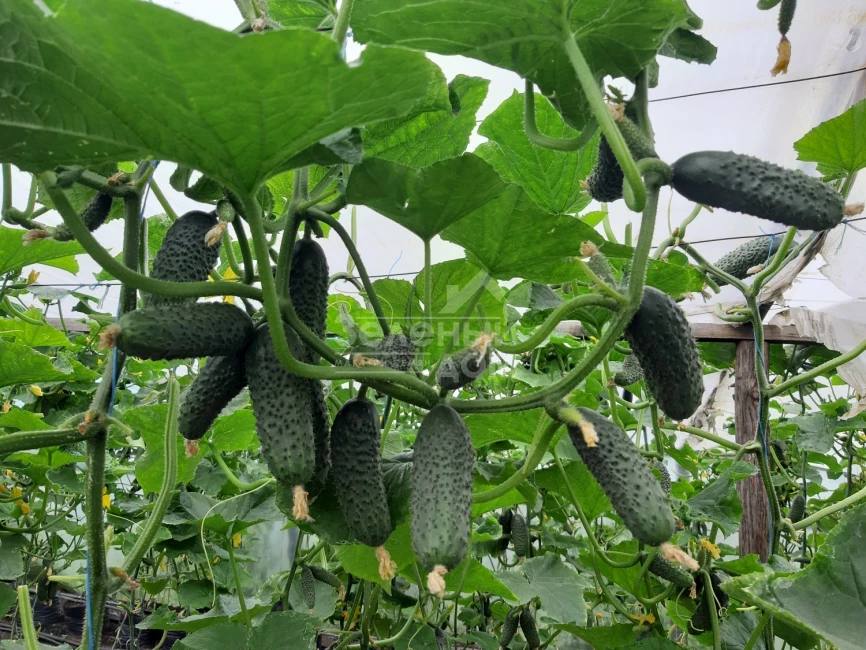 Коломбо F1 (ГБ 08) / Colombo F1 (GВ 08), 35-45 дней фото 6