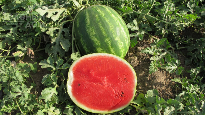 Талісман F1 / Talisman F1,62-65 днів фото 3