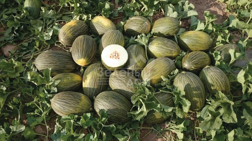 Алмаден F1 / Almaden F1 фото 1