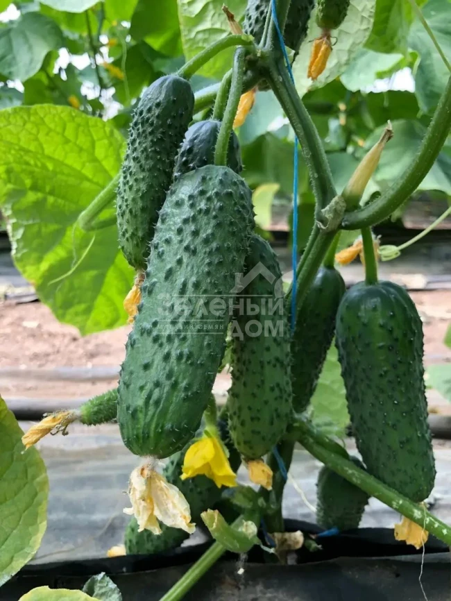 Аскольд F1 / Askold F1 фото 1