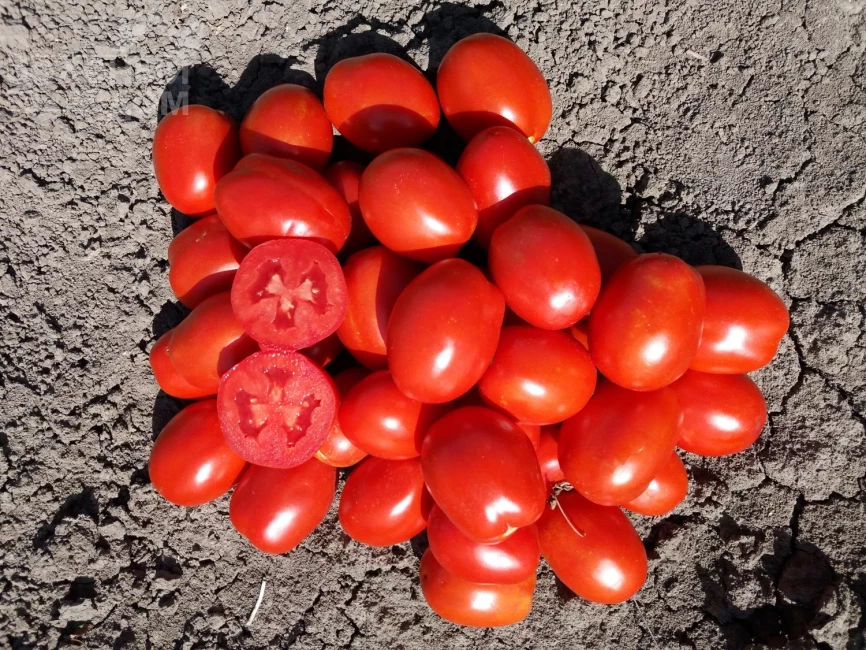 Н0507 F1 / Н0507 F1 фото 1