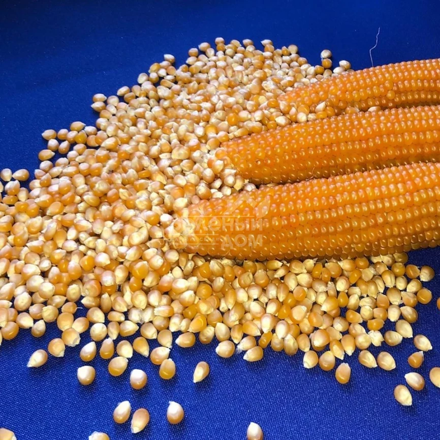 Эстрелла F1 / Estrella F1,95 дней фото 2