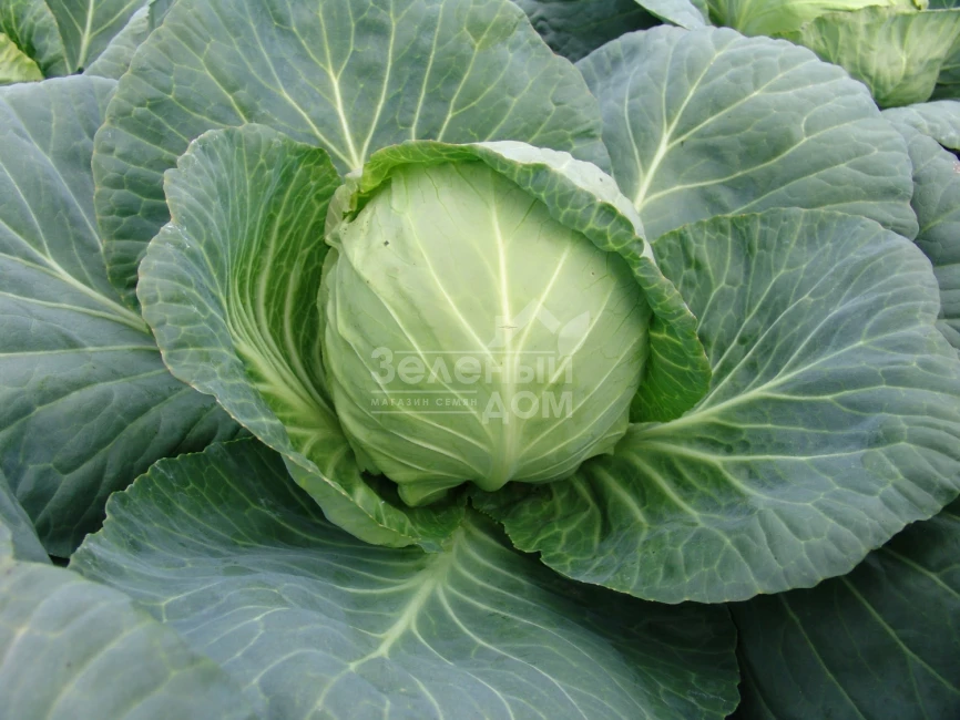 Калибро F1 / Kalibro F1,85-90 дней фото 1