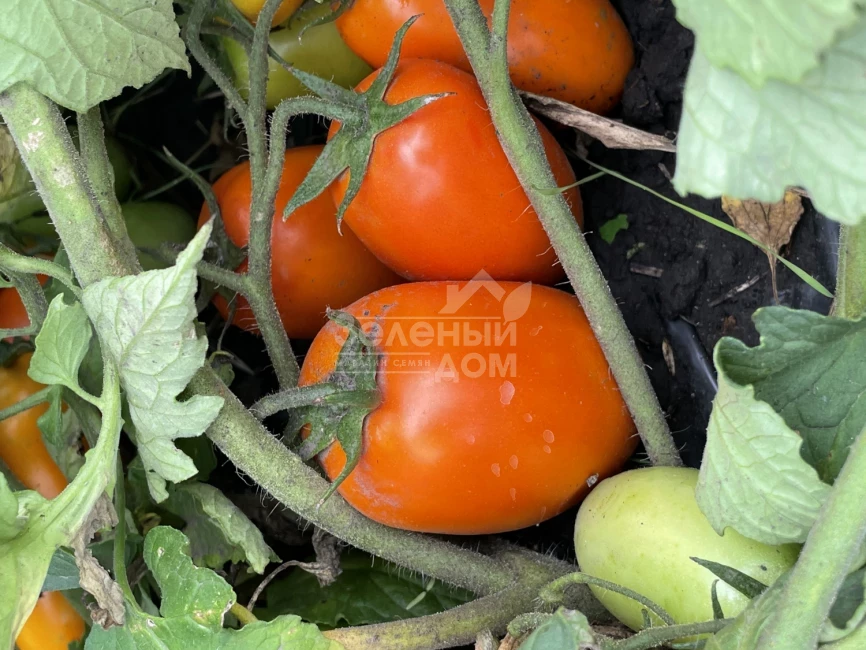 Оранж Плам F1 / Orange Plam,100 дней фото 6